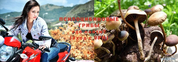 прущие грибы Бугульма